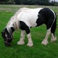 Alfie, 12hh, coloured gelding