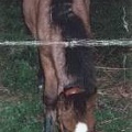 Becky, 12hh, roan filly