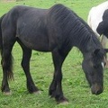 Bliss, 14hh, black mare