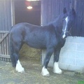 Crystal (Polly), 14.2hh, black mare. Microchip 985120024035145