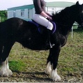 Dolly, 14.2hh, black mare