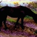 Donna, 16.2hh, black mare. Freezemark 1C4W