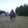 Poppy (Okehurst Nightlife), 15.2hh, black mare