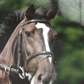 Poppy (Okehurst Nightlife), 15.2hh, black mare