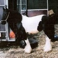Galloway, 11hh, coloured colt