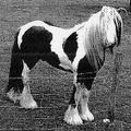 Gypsy Boy, 12hh, coloured stallion