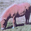 Jack, 32 inch, chestnut stallion