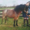 Maisie (Callenway May Lady), 11.1hh, bay roan mare