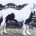 Major, 14.2hh, coloured stallion