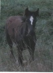 May, (unknown), bay filly