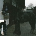 Mo, 15hh approx, black mare