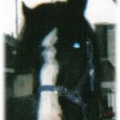 Mo, 15hh approx, black mare