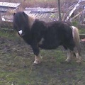 Monty, 34 inch, coloured stallion. Freezemark U3D7