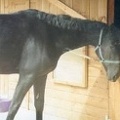 Mozzie (Magestic Moscow), 16.3hh, black mare