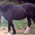 Nancy, 14.1hh, black mare