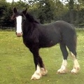 Shannon, 13.2hh-14hh, black filly