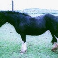 Solitaire, 17hh, black mare. Freezemark EHP