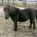 (unknown), 7.2hh, black mare