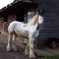 Bailey, 15hh approx, coloured gelding