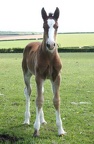 Clyde, 14hh approx, 4 month old foal