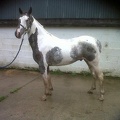 Solitaire, 14.2hh approx, coloured gelding