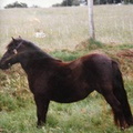 Jay (Juniper Of Meinciau), black shetland mare