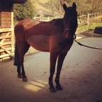 Jimmy (Jimmy The One), 16hh, bay gelding