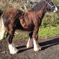 15hh approx, black mare with 4 white stockings