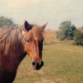 Coombeslade Whisper, 13.2hh, strawberry roan mare