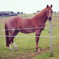Ginger, 14.2hh, strawberry roan mare