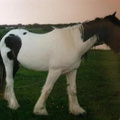 Jack, 14.2hh-15hh, coloured stallion/gelding