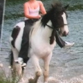 Jack, 14.2hh-15hh, coloured stallion/gelding