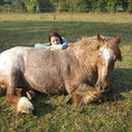 Mildred, 15hh, strawberry roan mare