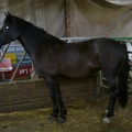 Roxy (Llanilar Sali Mali), 15hh, black mare