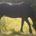 Roxy (Llanilar Sali Mali), 15hh, black mare