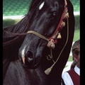 Shamtar (Oakthwaite Shamtar), 15hh approx, black Arab mare