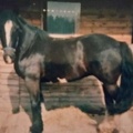 Guinness, 15.2hh, black mare. Freezemark D29H
