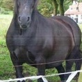 Bless (Betsy), 15hh, black mare