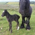 Black mare and filly foal (penrith, cumbria)