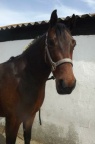 Tilly, 15hh, bay mare