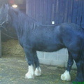 Crystal (Polly), 14.2hh, black mare. Microchip 985120024035145