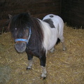 Laddie, 34inch, coloured stallion. Microchip 977200004492078