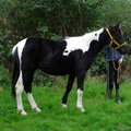 Chance, (unknown), coloured colt