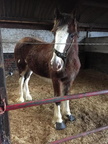 15hh, Shire filly (west yorkshire)