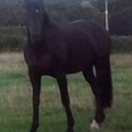 15hh, black mare. Brand 6106 (nearside hip)