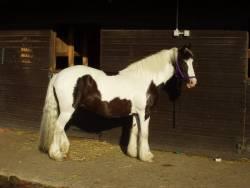 Kate, 14.1hh, coloured mare