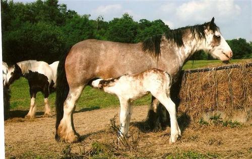 Rosie, 14.2hh, coloured mare