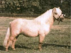 (unknown), 30 inch, palomino stallion