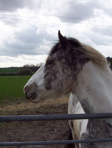 Bailey, 15hh approx, coloured gelding