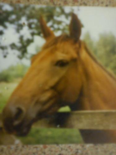 Ginny, 15hh approx, liver chestnut mare
